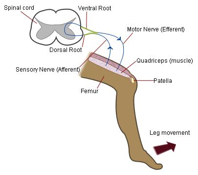 Patellar Reflex Diagram - Wiring Diagram Pictures