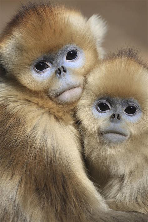 Golden Snub-nosed Monkeys Photograph by Cyril Ruoso