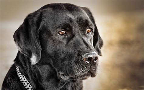 🔥 [40+] Black Labrador Retriever Wallpapers | WallpaperSafari