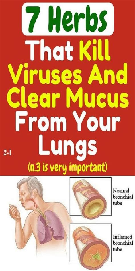 7 Herbs That Kill Viruses and Clear Mucus from Your Lungs | Mucus ...