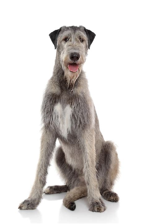 Irish Wolfhound Breed Guide | Petbarn