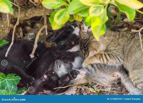 Beautiful Kittens Playing Together and Each with Himself Stock Image ...