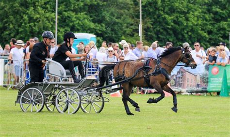 Driving Competition Horse Drawn Carriage Editorial Stock Photo - Image ...