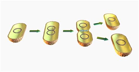 Binary Fission - Definition, Steps and Examples | Biology Dictionary