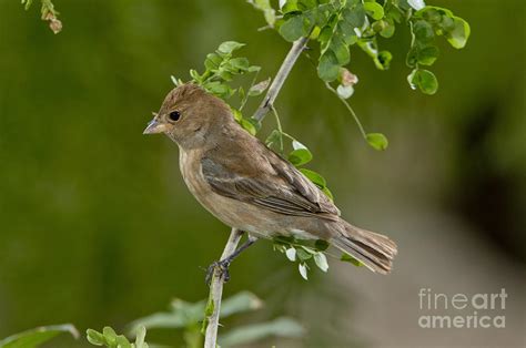 Female Indigo Bunting Photograph by Anthony Mercieca - Fine Art America