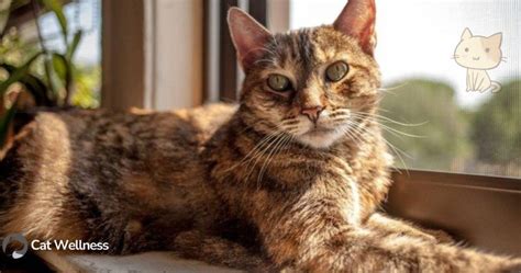 What Is A Torbie Cat? A Comprehensive Guide - Cat Wellness