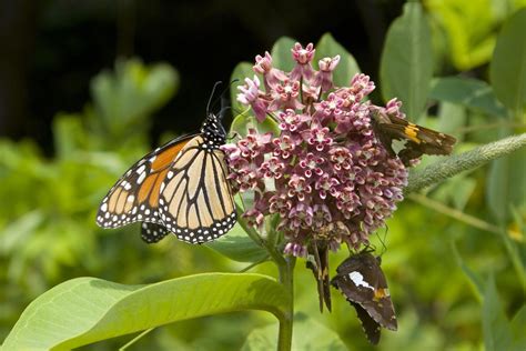 Butterfly-Friendly Milkweed Plants