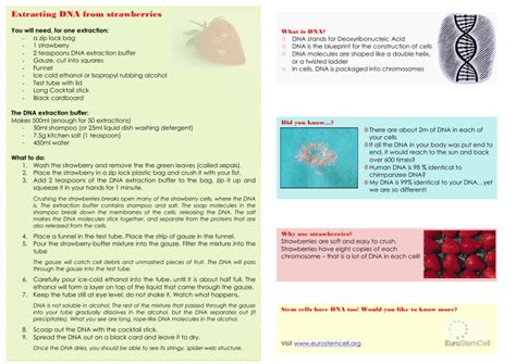 Lab.Strawberry DNA Extraction