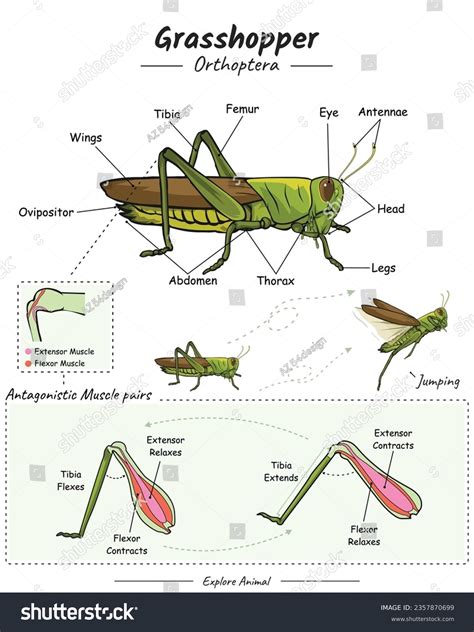 Grasshopper Anatomy Stock Photos and Pictures - 90 Images | Shutterstock