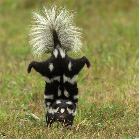 Eastern Spotted Skunk (Spilogale putorius) | Myrtle Beach, SC | Grand ...