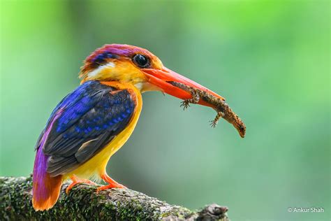 One of the most colorful birds from the Western Coast of India. : r ...