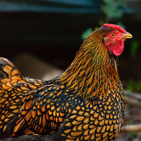 Wyandotte Chickens: Buyer's Guide