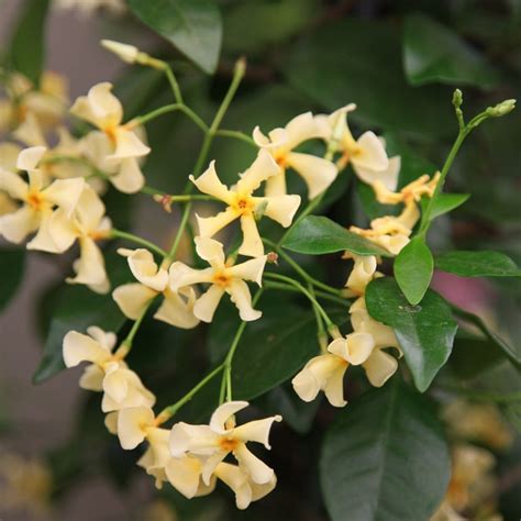 Buy Chinese jasmine Trachelospermum asiaticum