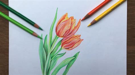 Tulip flowers drawing in color pencil | flower drawing - YouTube