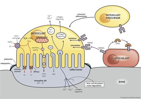 Bone resorption and the relationship between osteoblasts and ...