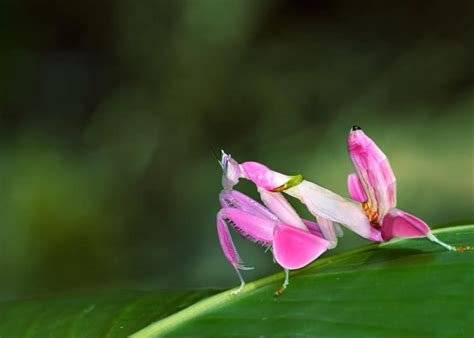 35 Orchid Mantis Facts: Bloodthirsty Living Flowers (Hymenopus ...