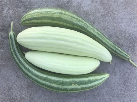 Armenian Cucumbers | MonteGatta Farm