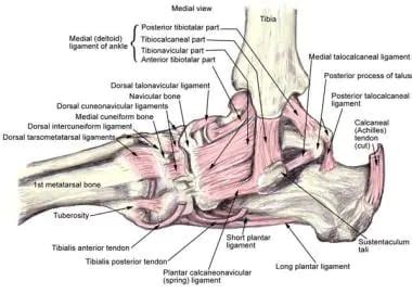 Anatomy Of An Ankle - Anatomical Charts & Posters