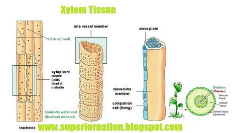 Xylem Tissue | Plant science, Cell wall, Ground tissue