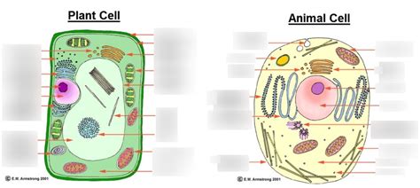 Cell Parts and Cell Organelles (Plant Cell) Diagram | Quizlet