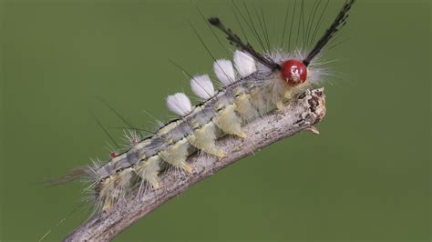 What are these hairy caterpillars? | wtsp.com