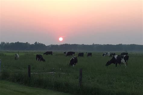 cows-grazing-sunset