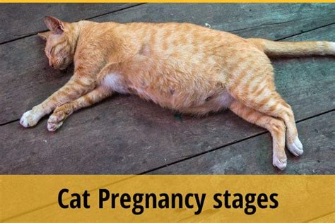 Cat Pregnancy Stages You Should Know About | ZooAwesome