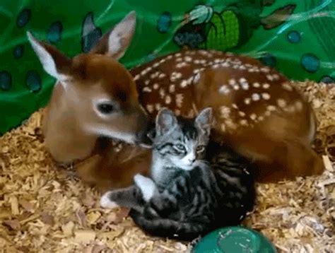 Funny Animal Gifs - vivecsharing