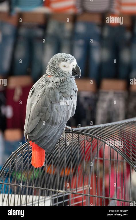 African Grey Parrot On Cage Stock Photo - Alamy