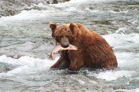 Wilderness and Wildlife in Alaska's Denali National Park, by Travel ...