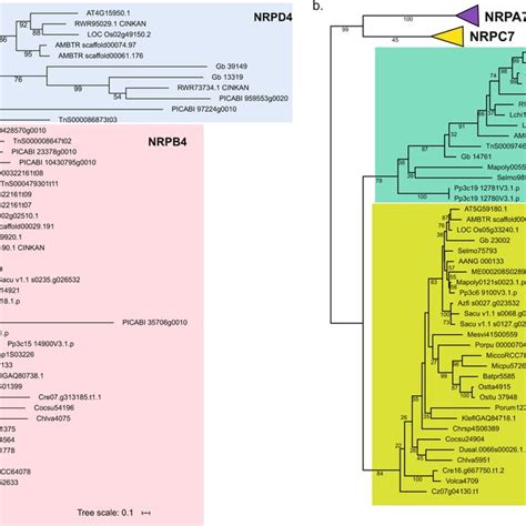 Phylogeny of Archaeplastida showing the species included in this ...