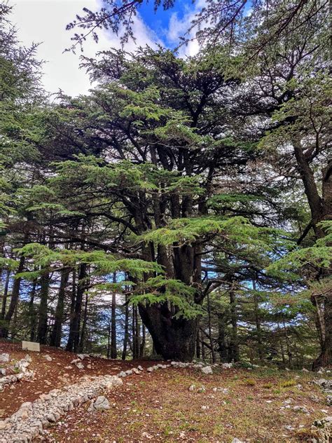 Cedars of Lebanon [Barouk Cedar Forest] : r/lebanon