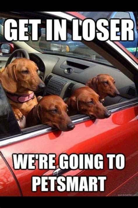 50+ Funniest Dachshund Memes