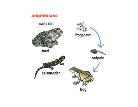 tadpole noun - Definition, pictures, pronunciation and usage notes ...