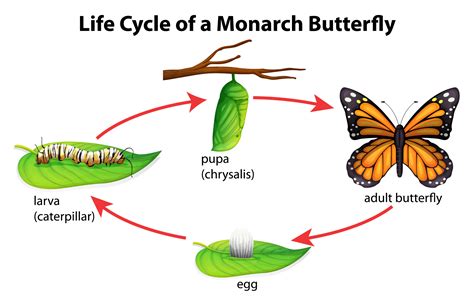 Life Cycle Of Monarch Butterfly coloring page - Mimi Panda