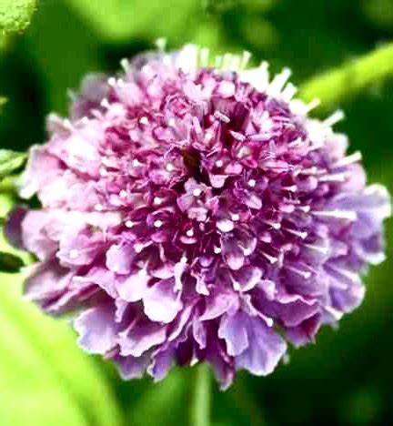 Scabiosa seeds – Higgledy Garden