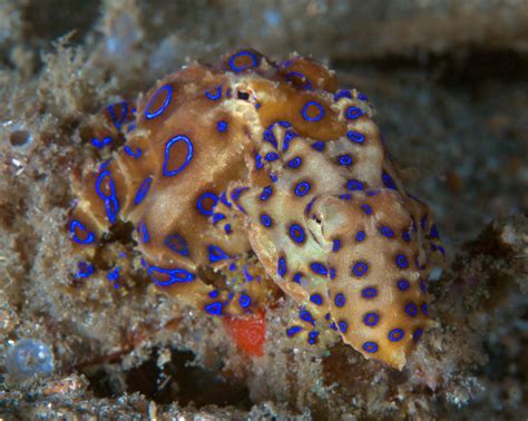 Marine Species: Blue-Ringed Octopus • Scuba Diver Life