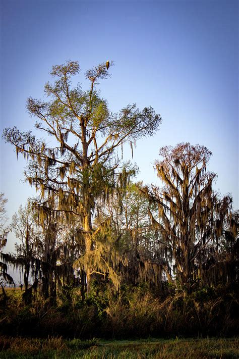 Bald Eagle Nesting Photograph by William Haas - Fine Art America