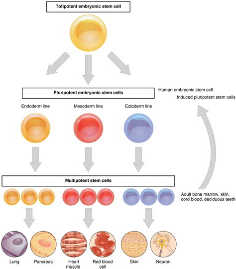 Cellular Differentiation · Anatomy and Physiology