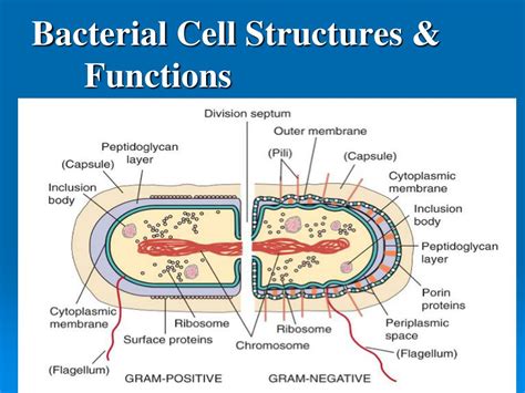 Ppt Bacterial Cell Structure And Function Part Cell Envelope And | The ...