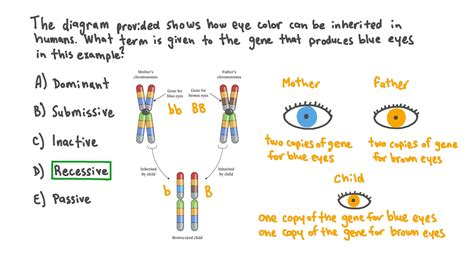 Dominant And Recessive Traits Eye Color