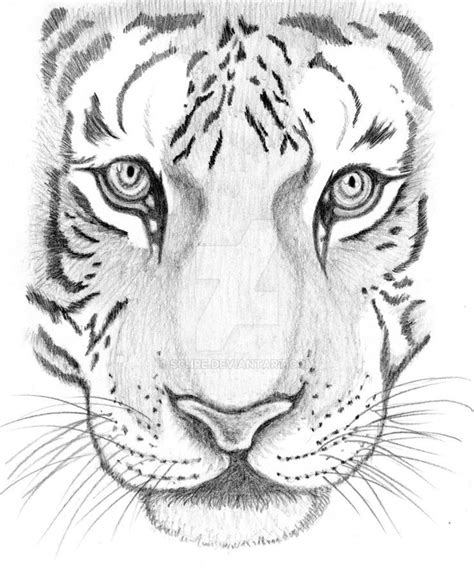 Tiger Face Sketch