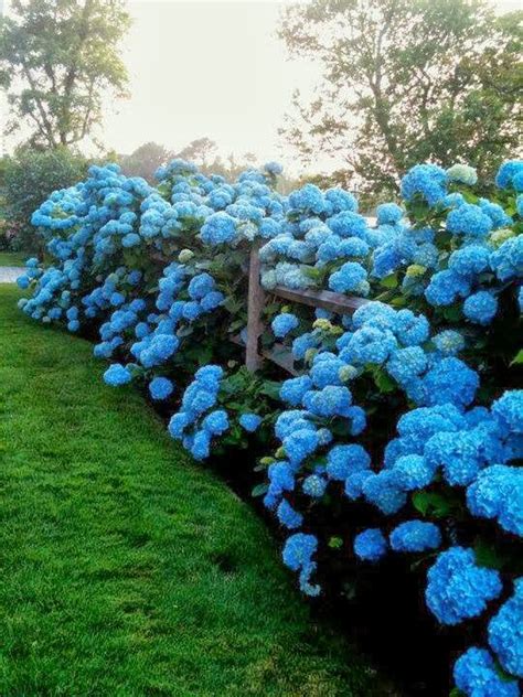 No-Fail Tips for Turning Hydrangeas Blue!