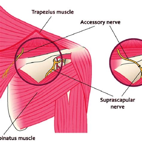 Accessory Nerve