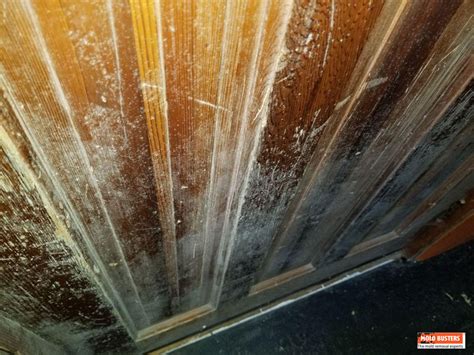 White Mold: Is It Dangerous & How to Remove It? - Mold Busters