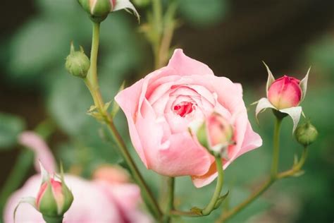 Premium Photo | English garden rose