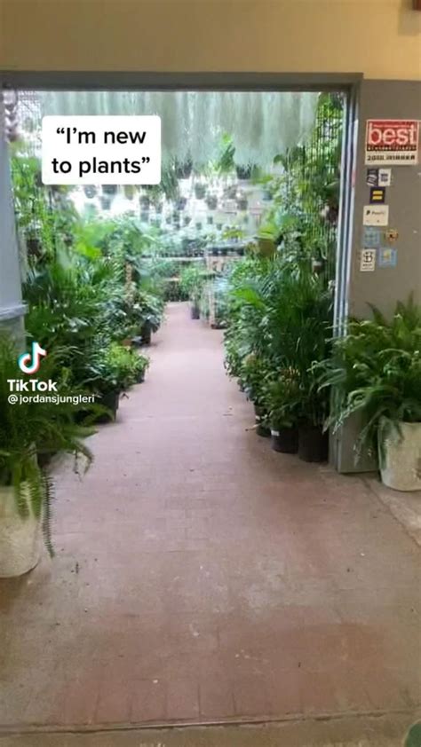 Beginner indoor plants | Plants, House plants, Growing plants indoors