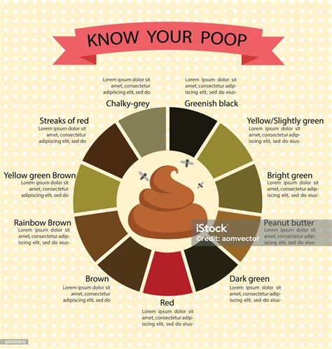 Poop Stool Color Changes Color Chart And Meaning Healthy Concept stock ...