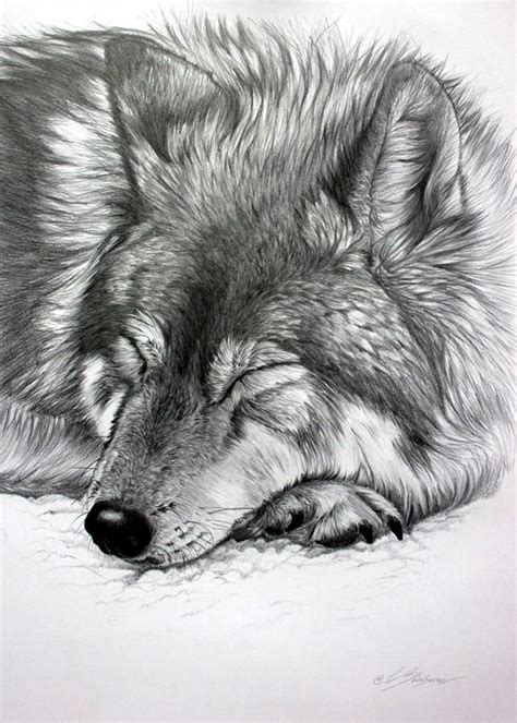 40 Realistic Animal Pencil Drawings - Bored Art