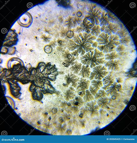 Bacillus Subtilis Microscope